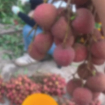 广西黑叶荔枝大量上市榨汁罐头果