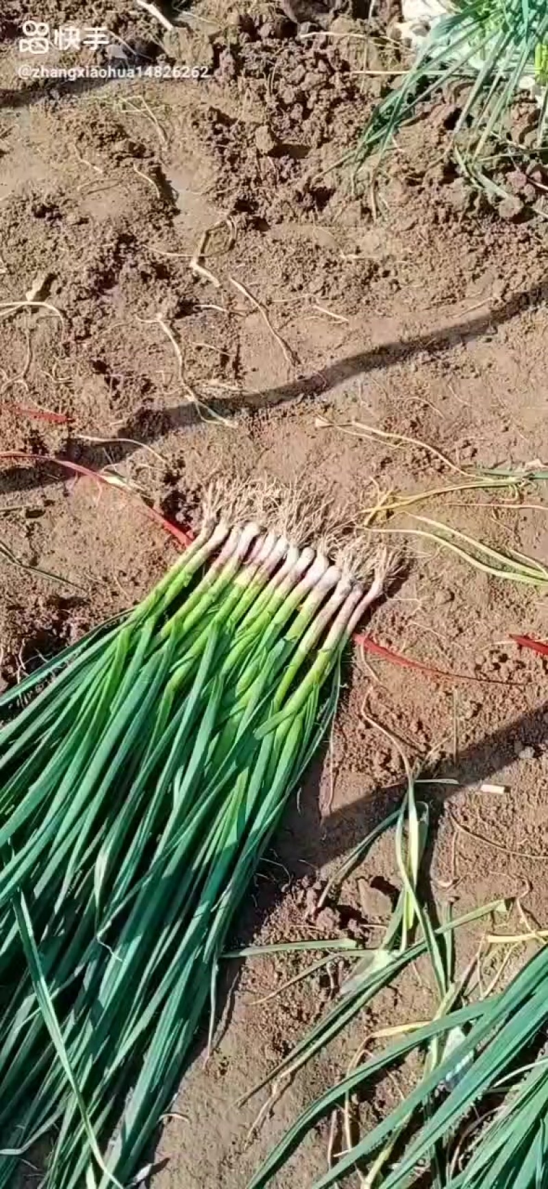 一点红蒜苗