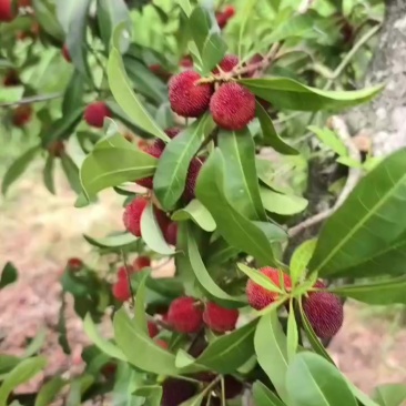 高山杨梅还有20多天