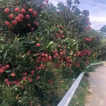黑叶.桂味.甜度够
