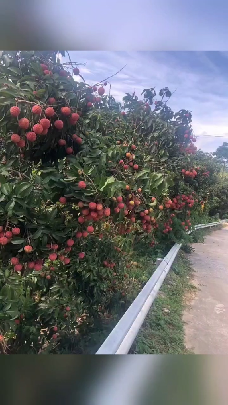 黑叶.桂味.甜度够