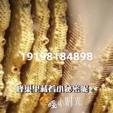 中蜂蜂蜜，***假一陪10