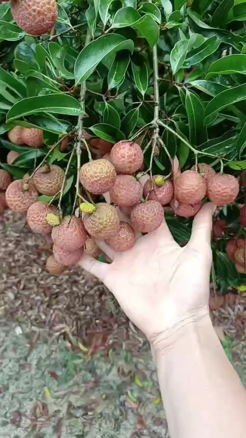 双肩玉荷包荔枝