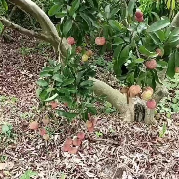 双肩玉荷包荔枝