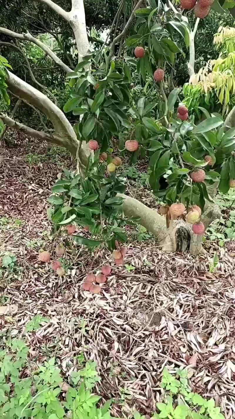 双肩玉荷包荔枝