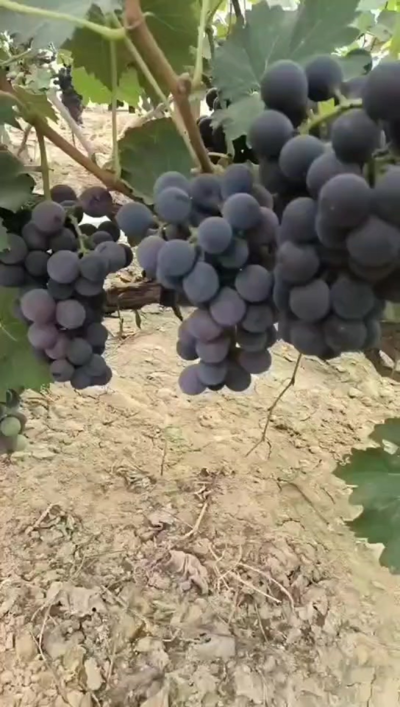 巨峰葡萄