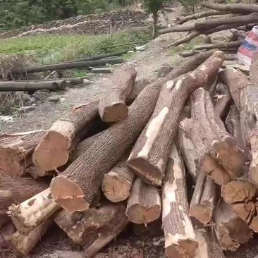 黄栌木
