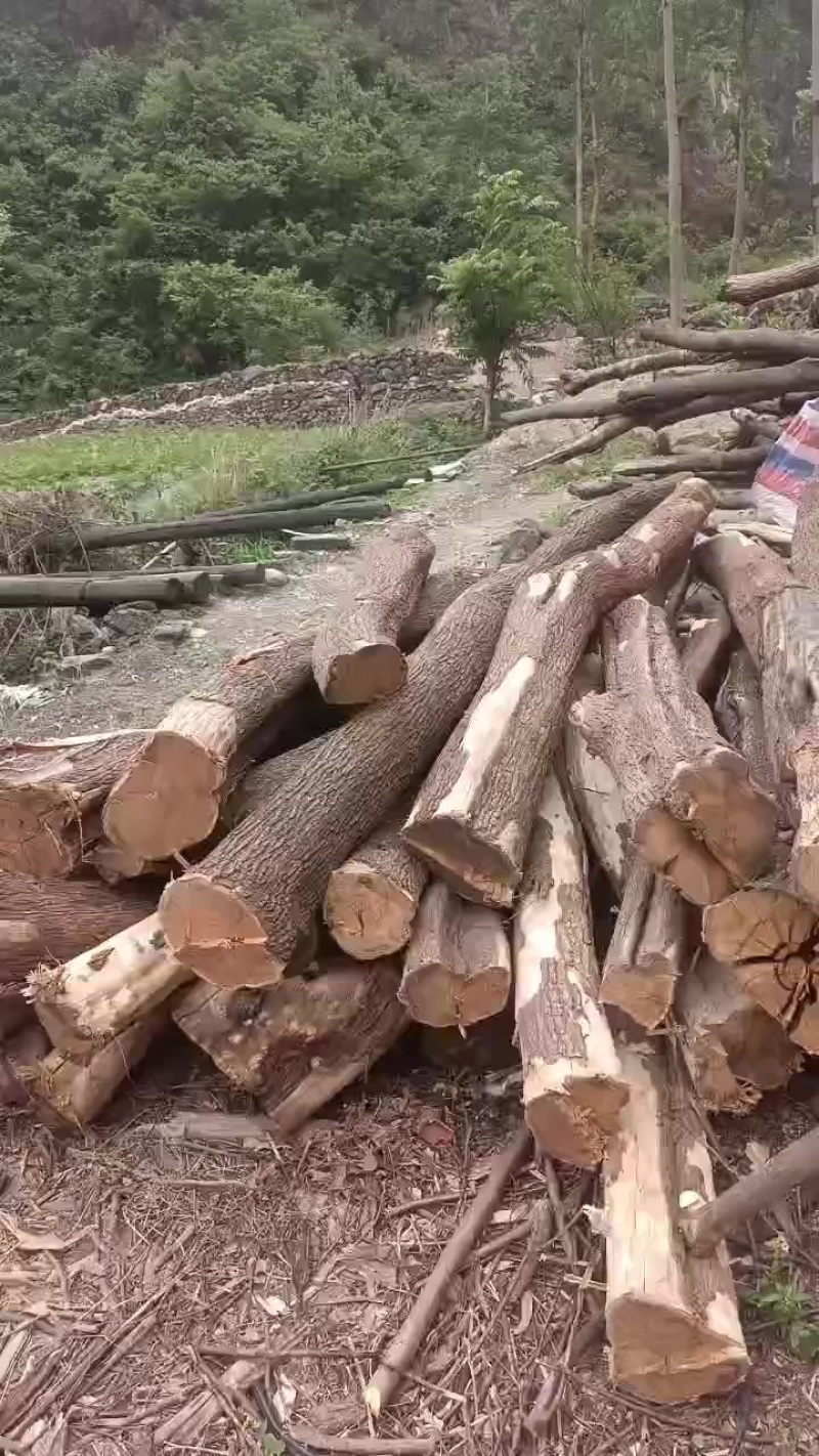 黄栌木