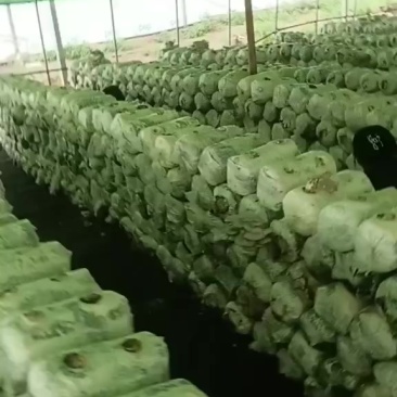 大量现摘平菇