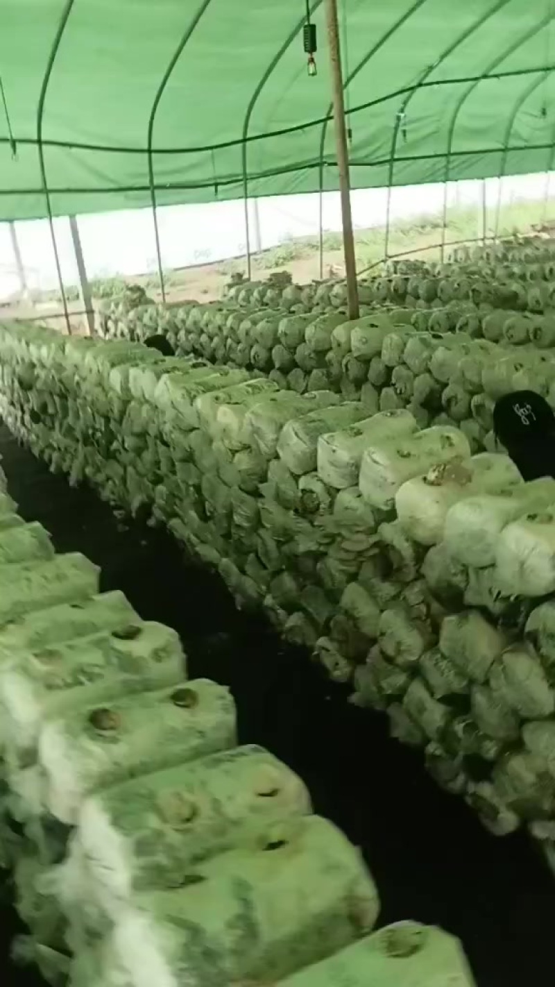 大量现摘平菇