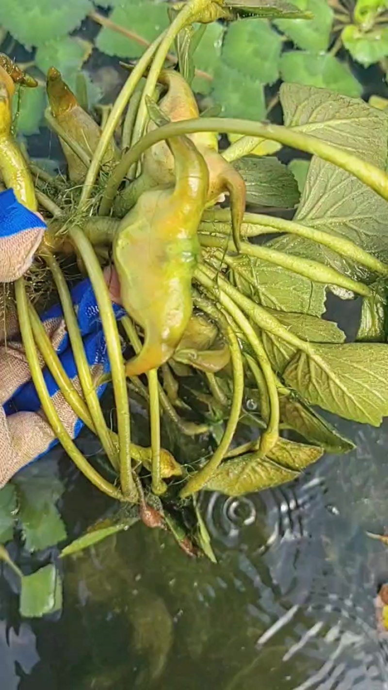 菱角