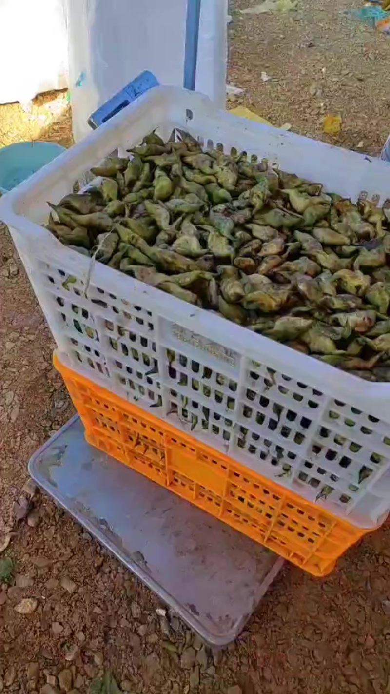 菱角