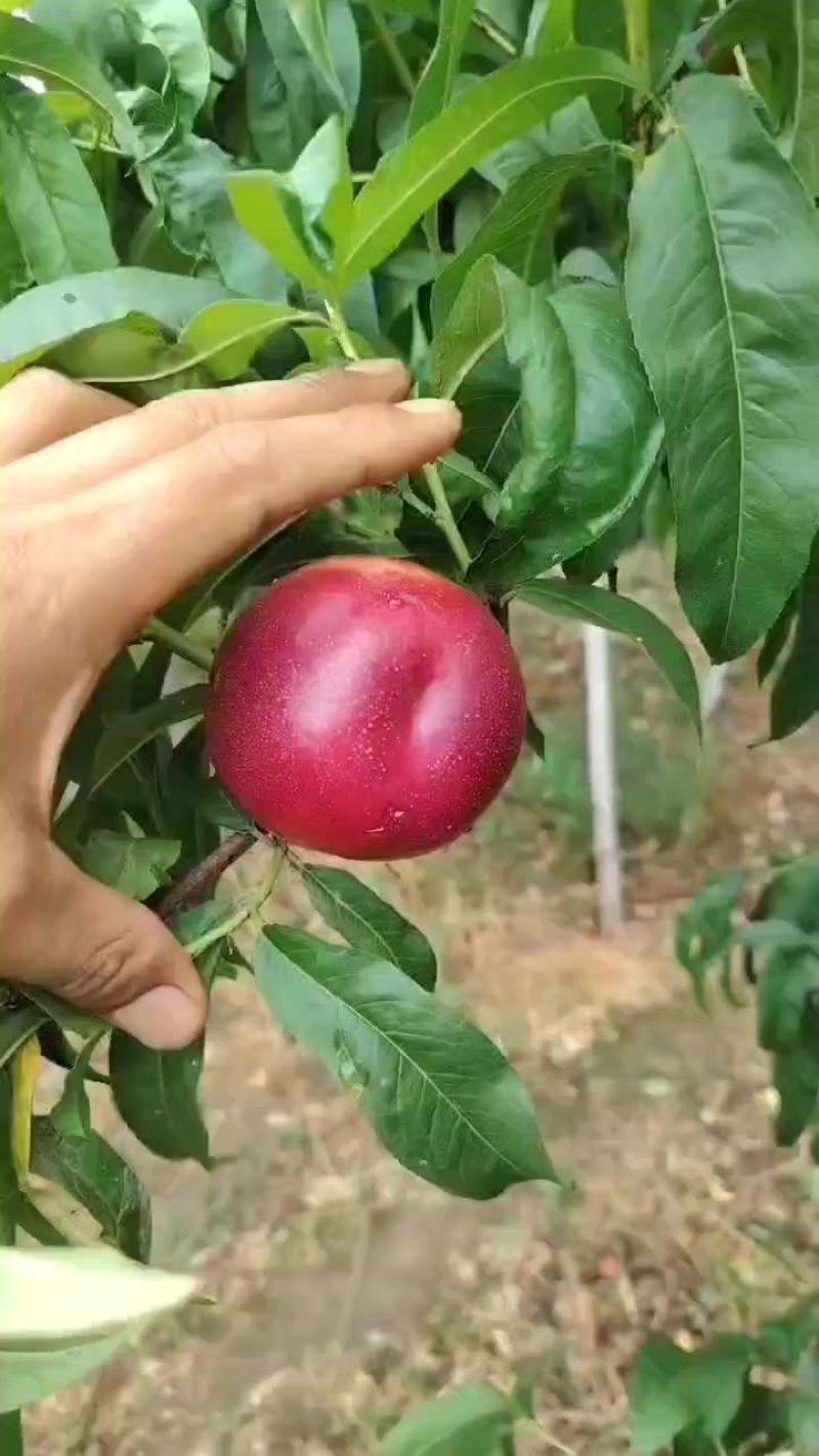 中油四油桃