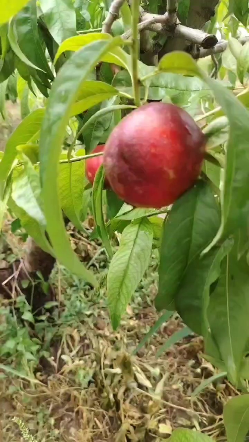 中油四油桃