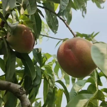 河北突围毛桃