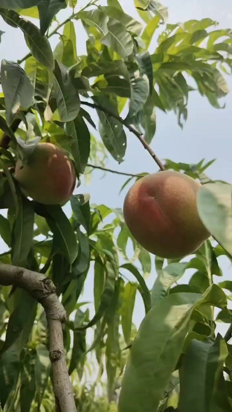 河北突围毛桃