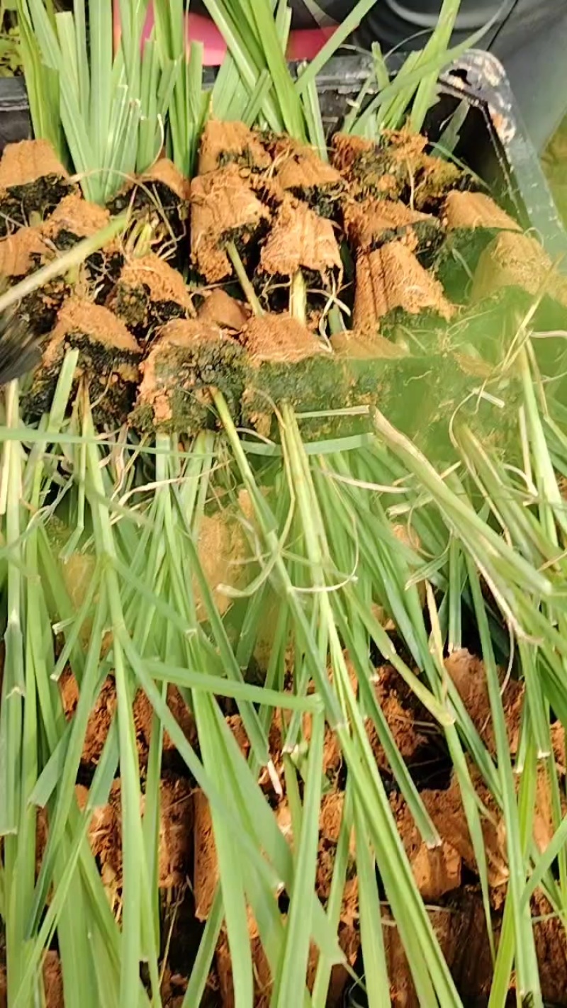 脱毒黄，青，黑皮甘蔗组培苗