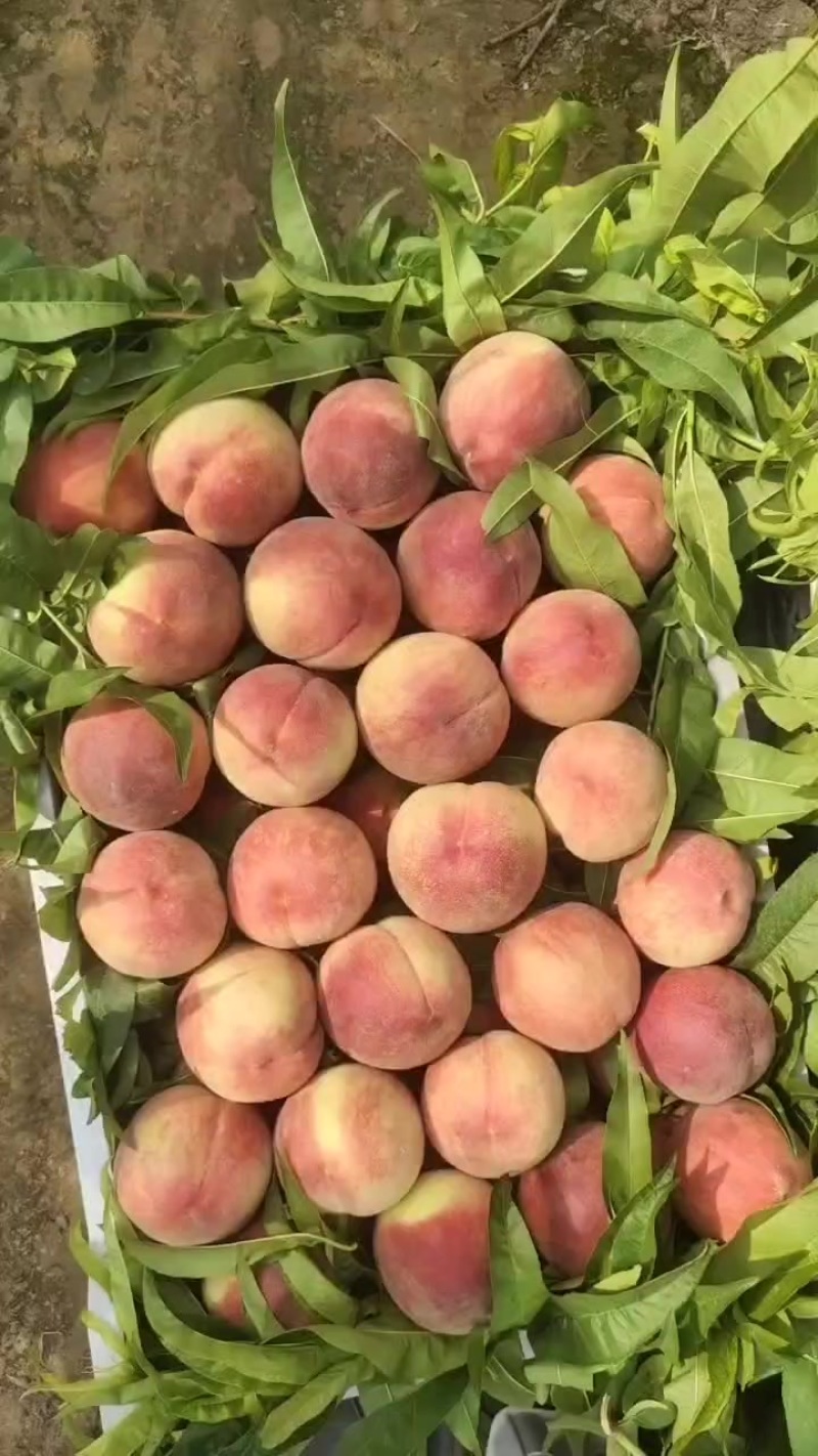 河北突围毛桃
