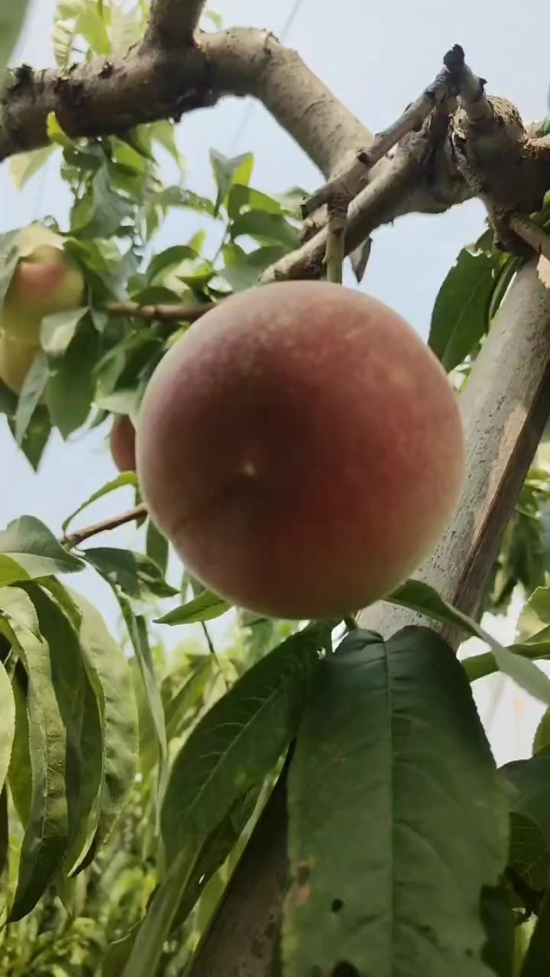 河北突围毛桃