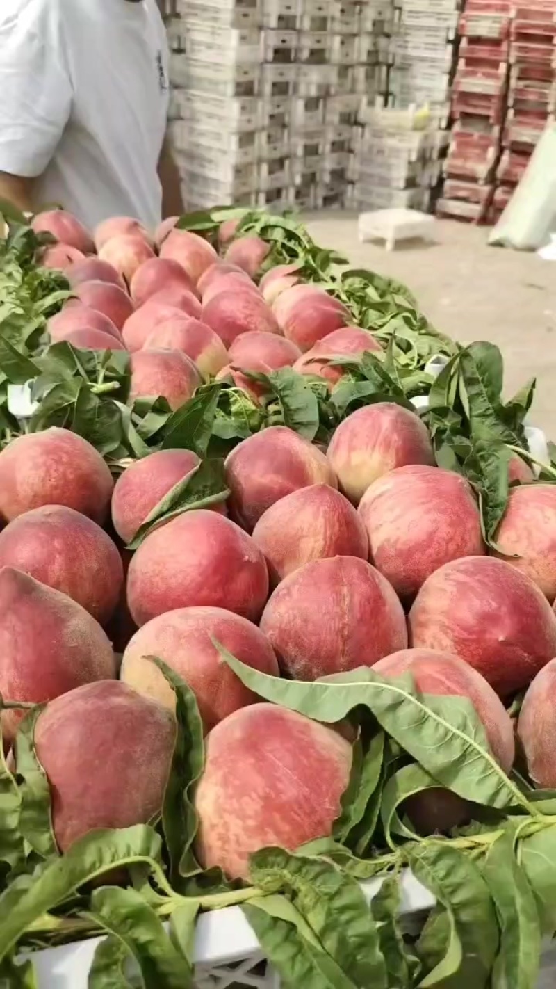 河北突围毛桃