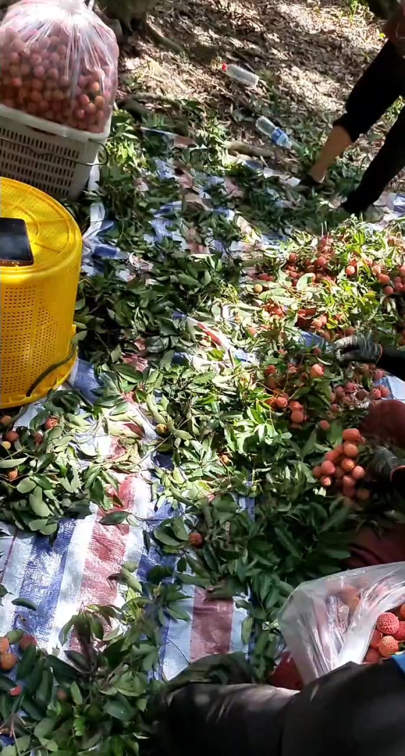 荔枝桂味糯米糍