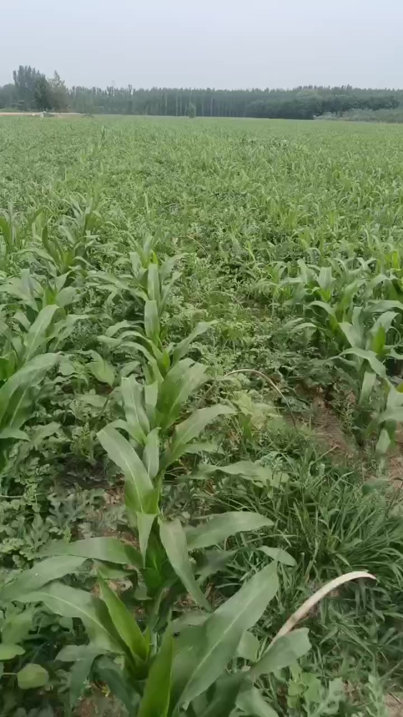 精品麒麟利园西瓜