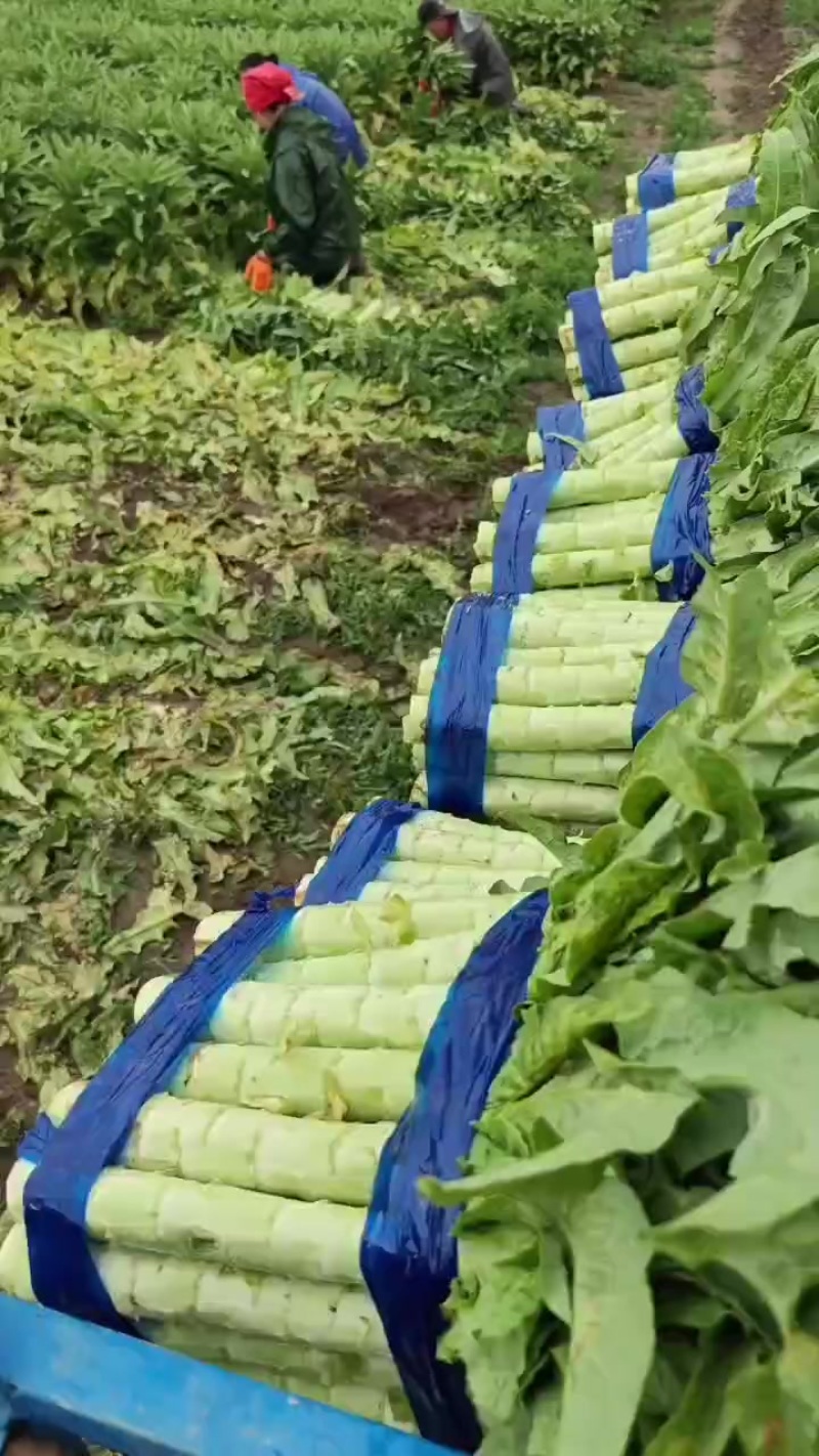 莴笋