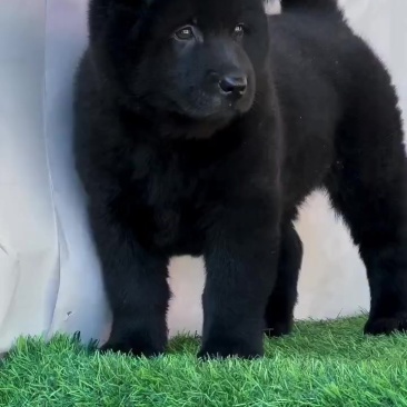 精品中华田园犬五黑犬