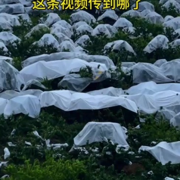 万万没想到，车厘子能卖3块，5块的价格，我都不好意思还价了