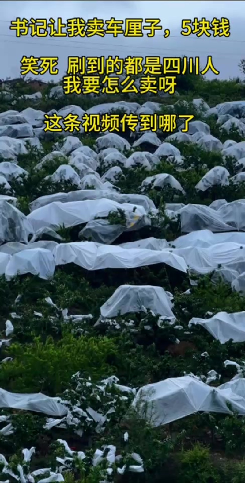 万万没想到，车厘子能卖3块，5块的价格，我都不好意思还价了