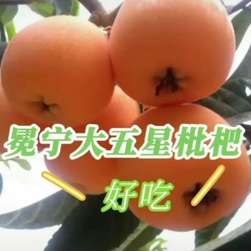 大五星枇杷现摘现发