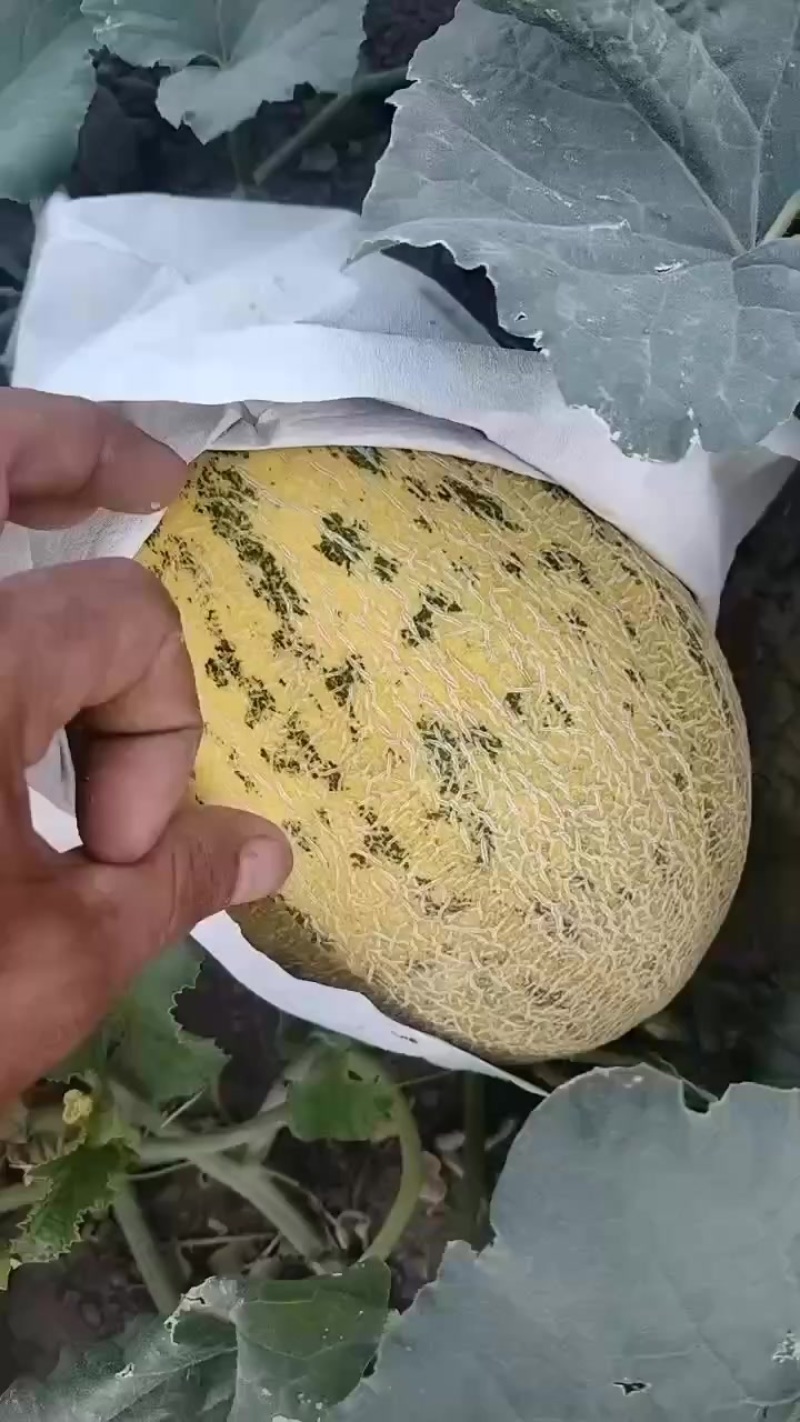 八六王