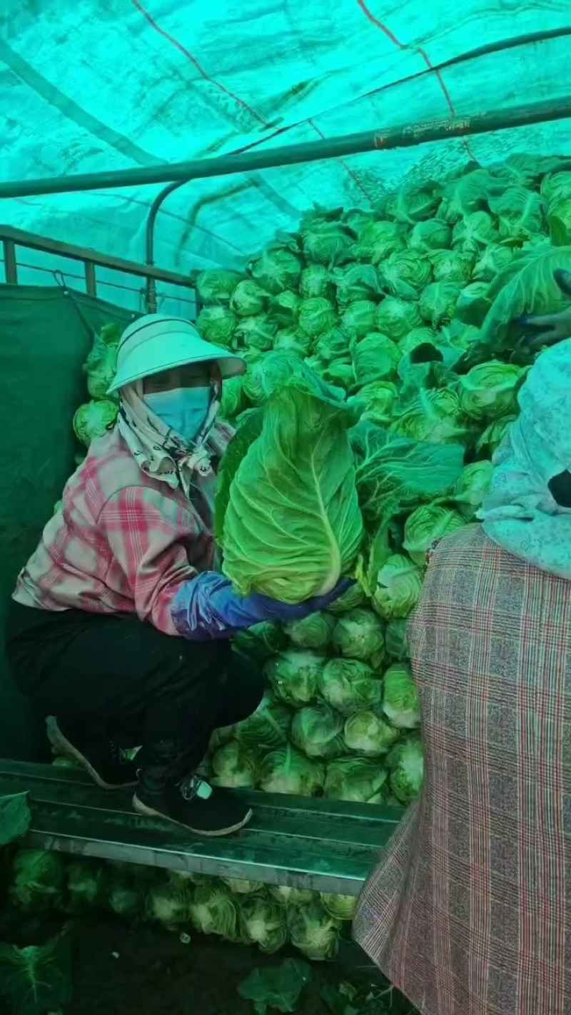 牛心甘蓝大量有货