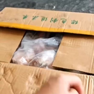 后棒骨