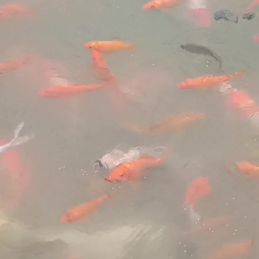 锦鲤