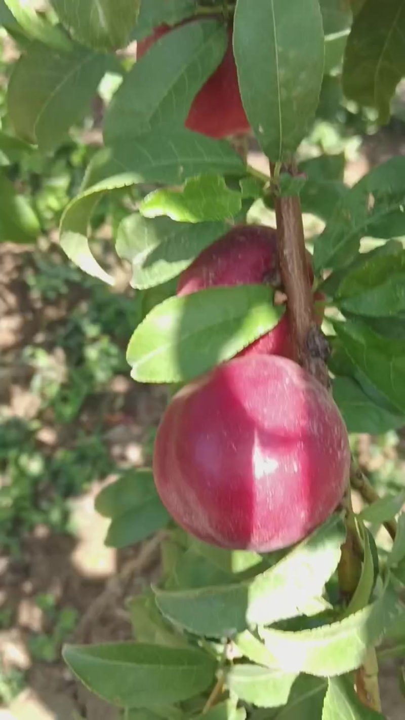 珍珠油桃***********