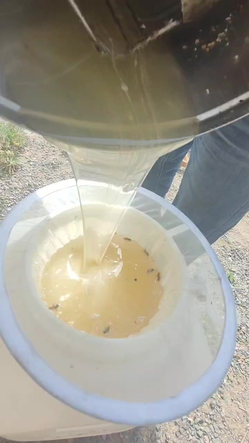 正宗自己家养殖的蜂蜜