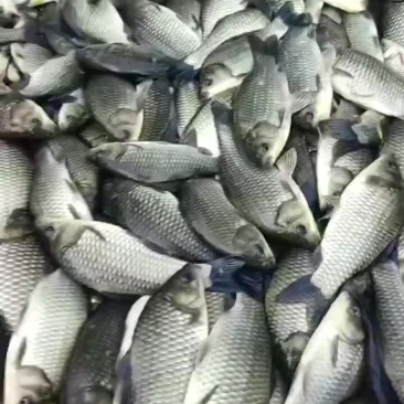 常年出售野生活体鲫鱼，大小都有，有商品鱼，有食料鱼