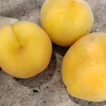 黄金蜜一号