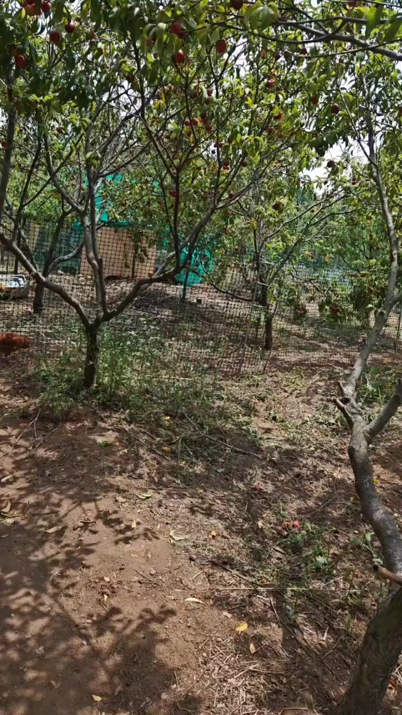 在接受预定，现在接受预定散养鸡60天之后收货，价格纯散养