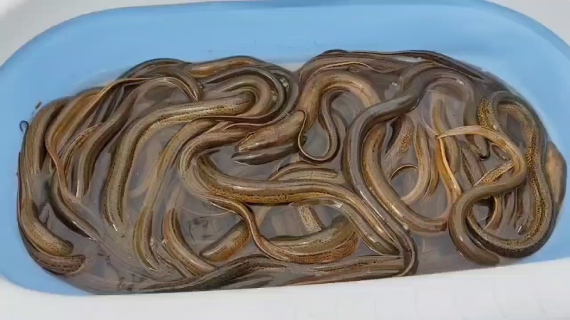 黄鳝60一斤，附近5公里免费送