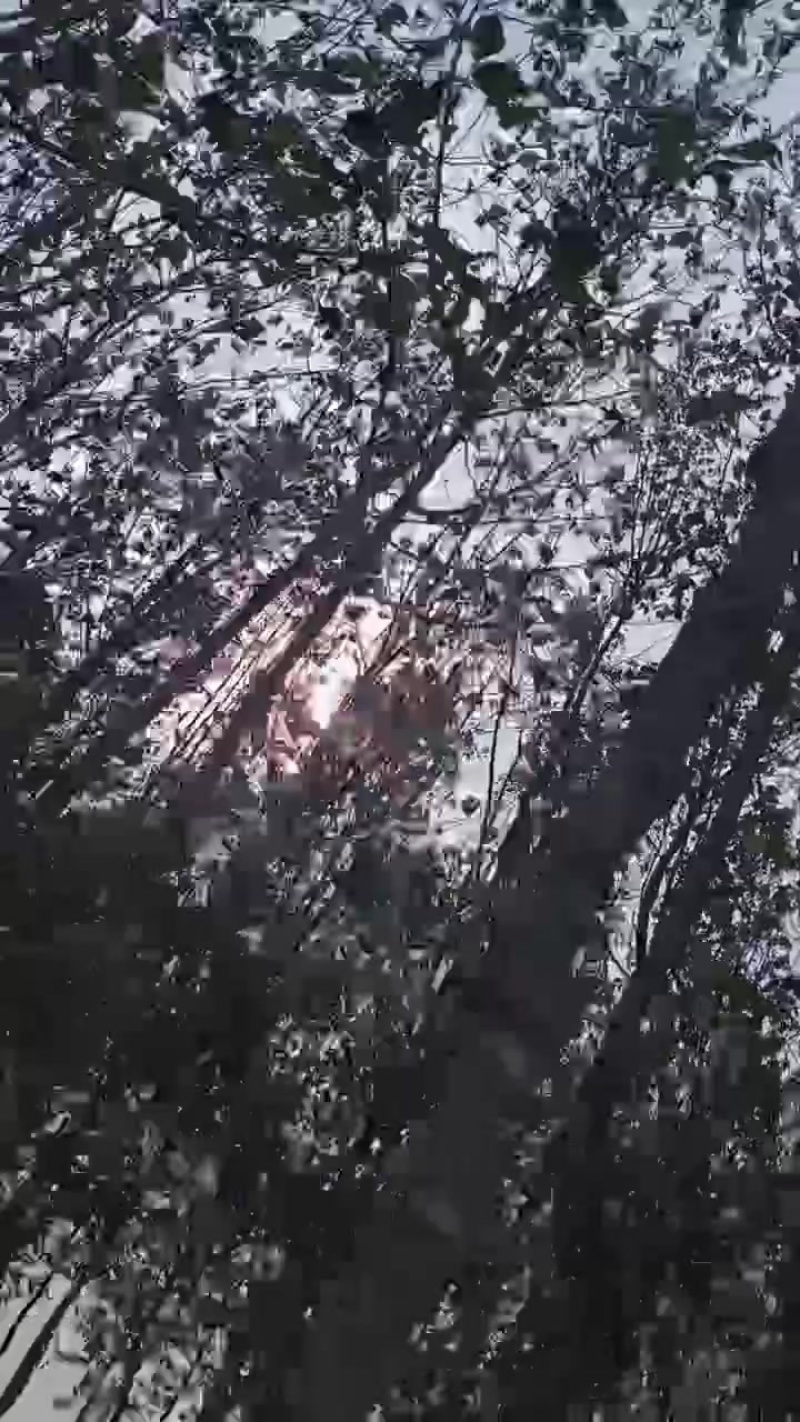 想问哪儿收购杜仲树？