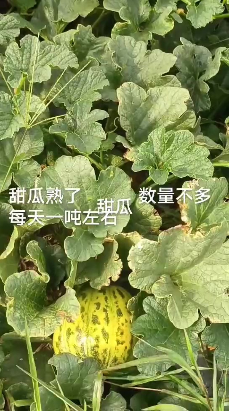 甜瓜花宝