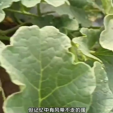 甜瓜花宝
