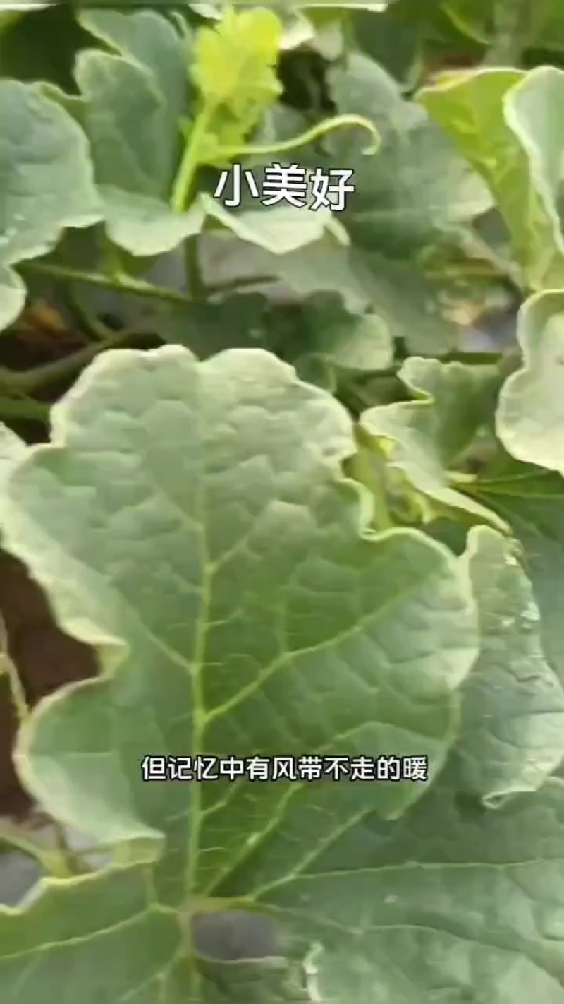 甜瓜花宝