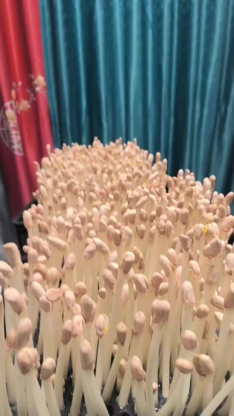 水倍花生芽