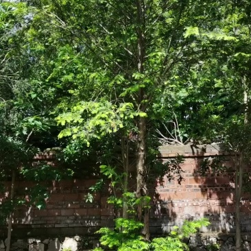 红豆杉树，桂花树，