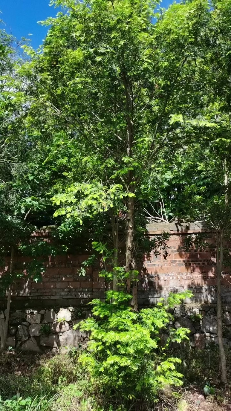 红豆杉树，桂花树，