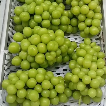 夏黑巨峰阳光玫瑰产地货量充足，***********