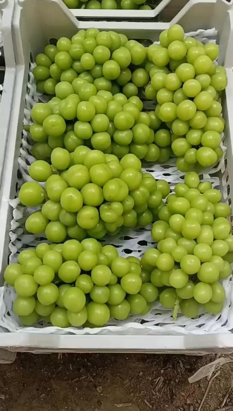 夏黑巨峰阳光玫瑰产地货量充足，***********
